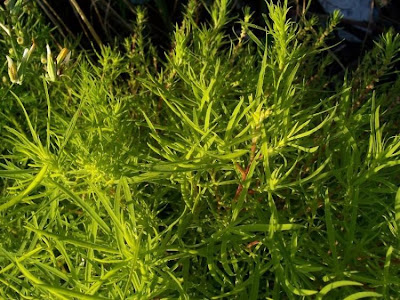Kochia scoparia (L.) Schrader
