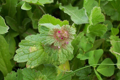 Common henbit Common henbit