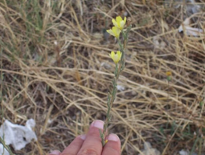 Lactuca viminea,
Lattuga alata,
Pliant Lettuce