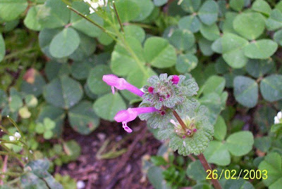 Common henbit Common henbit
