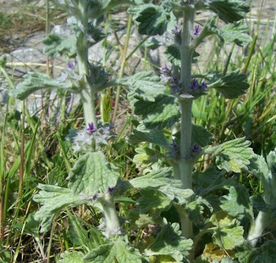 Marrubium alysson L.