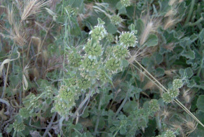 Marrubium vulgare L.