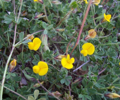 Edible Bird's Foot Trefoil Edible Bird's Foot Trefoil