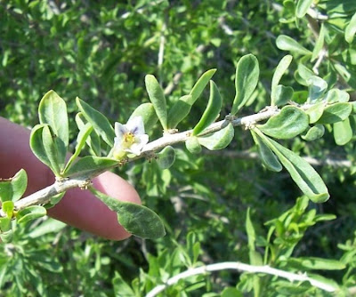 Boxthorn
