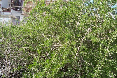 Boxthorn