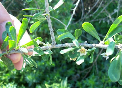 Boxthorn