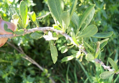Boxthorn