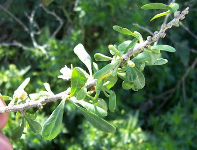 Boxthorn