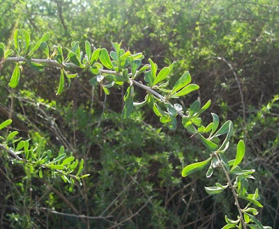 Boxthorn