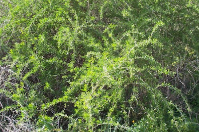 Boxthorn
