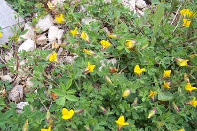 Edible Bird's Foot Trefoil Edible Bird's Foot Trefoil