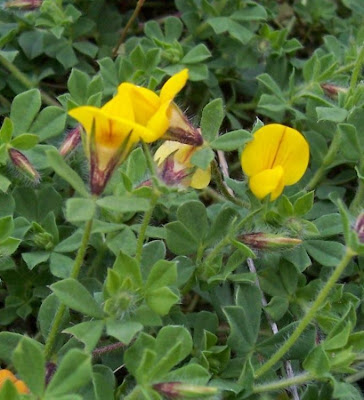 Edible Bird's Foot Trefoil Edible Bird's Foot Trefoil