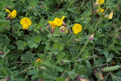 Edible Bird's Foot Trefoil Edible Bird's Foot Trefoil