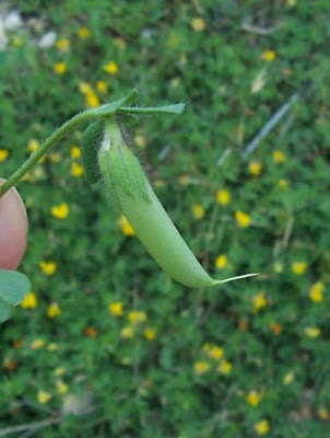 Edible Bird's Foot Trefoil Edible Bird's Foot Trefoil