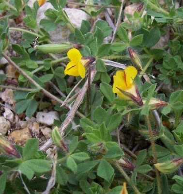 Edible Bird's Foot Trefoil Edible Bird's Foot Trefoil