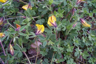Edible Bird's Foot Trefoil Edible Bird's Foot Trefoil