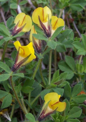 Edible Bird's Foot Trefoil Edible Bird's Foot Trefoil