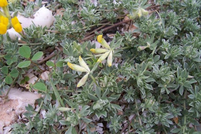 Creta trefoil Creta trefoil
