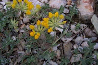 Creta trefoil Creta trefoil