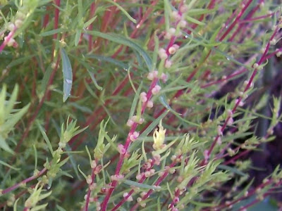 Kochia scoparia (L.) Schrader