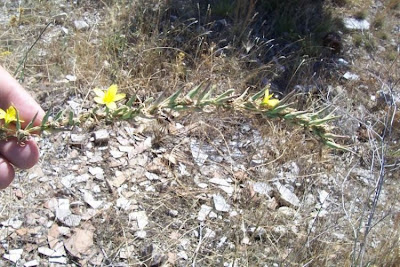 Lactuca viminea,
Lattuga alata,
Pliant Lettuce