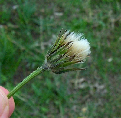 Dente di leone tuberoso