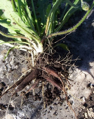 Dente di leone tuberoso Dente di leone tuberoso