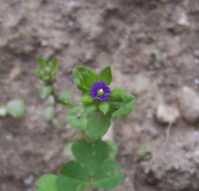 Legousia hybrida (L.) Delarbre
