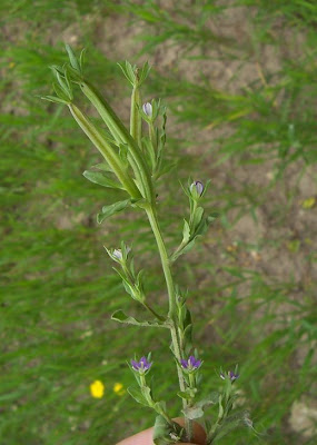 Legousia hybrida (L.) Delarbre