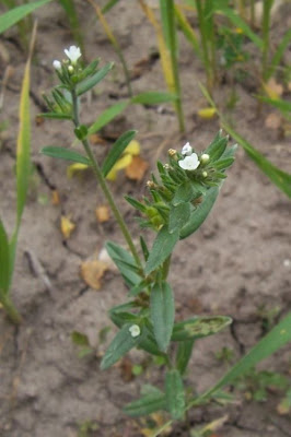Field gromwell