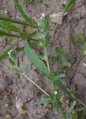 Field gromwell