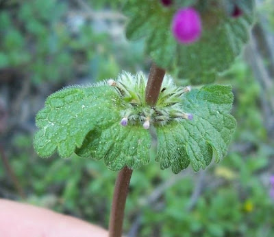 Common henbit Common henbit
