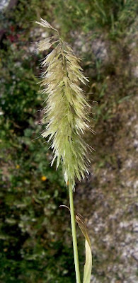 Lamarckia,
Golden Top,
goldentop grass,
lamarckia