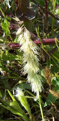 Lamarckia,
Golden Top,
goldentop grass,
lamarckia