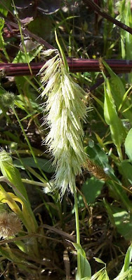 Lamarckia,
Golden Top,
goldentop grass,
lamarckia