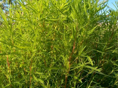 Kochia scoparia (L.) Schrader