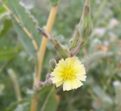 Lactuca serriola,
alface-brava-menor,
alface-de-espinho,
alface-silvestre,
China lettuce,
Erba Bussola,
escarola,
laitue sauvage,
laitue scarole,
Lattona,
Lattuga selvatica,
lechuga espinaca,
lechuga silvestre,
prickly lettuce