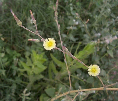 Lactuca serriola,
alface-brava-menor,
alface-de-espinho,
alface-silvestre,
China lettuce,
Erba Bussola,
escarola,
laitue sauvage,
laitue scarole,
Lattona,
Lattuga selvatica,
lechuga espinaca,
lechuga silvestre,
prickly lettuce