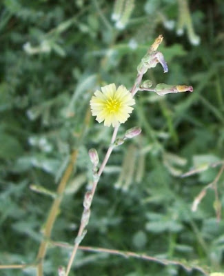 Lactuca serriola,
alface-brava-menor,
alface-de-espinho,
alface-silvestre,
China lettuce,
Erba Bussola,
escarola,
laitue sauvage,
laitue scarole,
Lattona,
Lattuga selvatica,
lechuga espinaca,
lechuga silvestre,
prickly lettuce