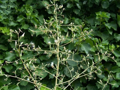 Lactuca serriola,
alface-brava-menor,
alface-de-espinho,
alface-silvestre,
China lettuce,
Erba Bussola,
escarola,
laitue sauvage,
laitue scarole,
Lattona,
Lattuga selvatica,
lechuga espinaca,
lechuga silvestre,
prickly lettuce
