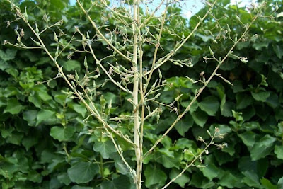 Lactuca serriola,
alface-brava-menor,
alface-de-espinho,
alface-silvestre,
China lettuce,
Erba Bussola,
escarola,
laitue sauvage,
laitue scarole,
Lattona,
Lattuga selvatica,
lechuga espinaca,
lechuga silvestre,
prickly lettuce