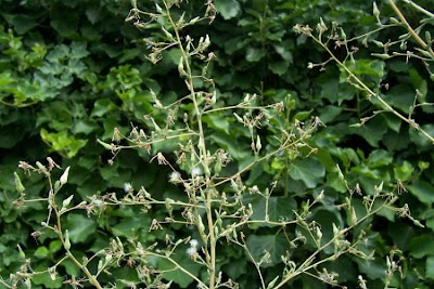 Lactuca serriola,
alface-brava-menor,
alface-de-espinho,
alface-silvestre,
China lettuce,
Erba Bussola,
escarola,
laitue sauvage,
laitue scarole,
Lattona,
Lattuga selvatica,
lechuga espinaca,
lechuga silvestre,
prickly lettuce