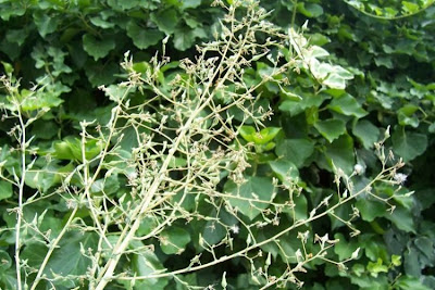 Lactuca serriola,
alface-brava-menor,
alface-de-espinho,
alface-silvestre,
China lettuce,
Erba Bussola,
escarola,
laitue sauvage,
laitue scarole,
Lattona,
Lattuga selvatica,
lechuga espinaca,
lechuga silvestre,
prickly lettuce