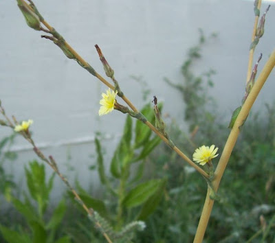 Lactuca serriola,
alface-brava-menor,
alface-de-espinho,
alface-silvestre,
China lettuce,
Erba Bussola,
escarola,
laitue sauvage,
laitue scarole,
Lattona,
Lattuga selvatica,
lechuga espinaca,
lechuga silvestre,
prickly lettuce