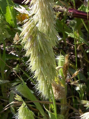 Lamarckia,
Golden Top,
goldentop grass,
lamarckia