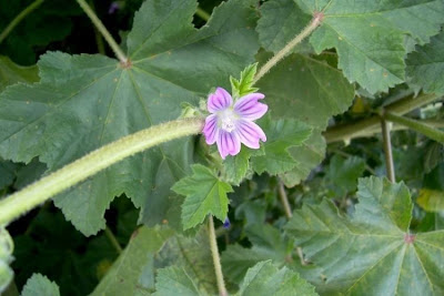 Cretan-hollyhock Cretan-hollyhock