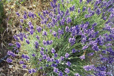 Lavandula angustifolia Miller