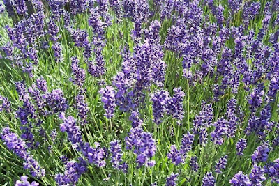 Lavandula angustifolia Miller