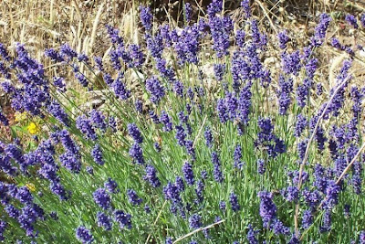 Lavandula angustifolia Miller