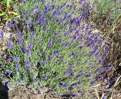Lavandula angustifolia Miller